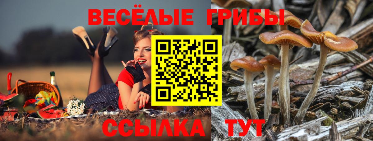 Псилоцибиновые грибы Cubensis Северобайкальск